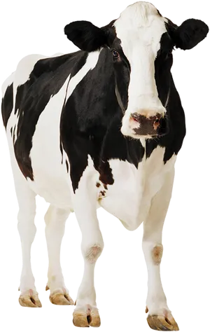 Blackand White Holstein Cow
