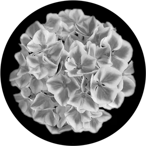Blackand White Hydrangea Blossoms PNG image