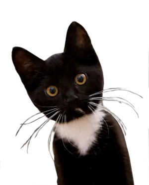 Blackand White Kitten Curious Gaze