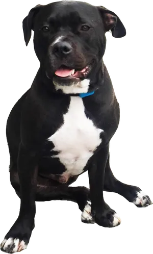 Blackand White Pitbull Dog Sitting PNG image