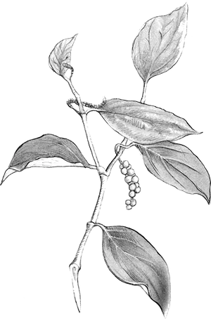 Blackand White Plant Illustration PNG image