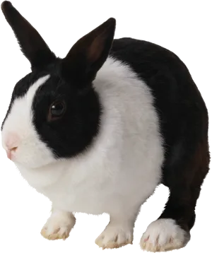 Blackand White Rabbit PNG