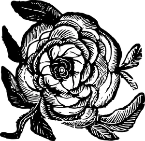 Blackand White Rose Illustration PNG image