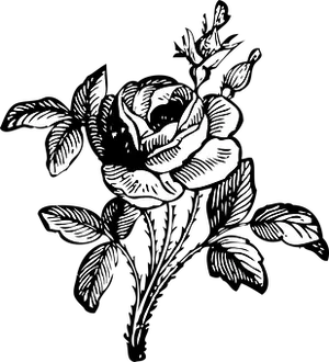 Blackand White Rose Illustration