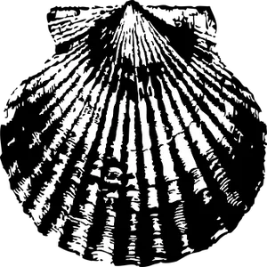 Blackand White Scallop Shell PNG image