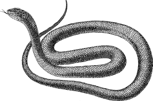Blackand White Snake Illustration PNG image