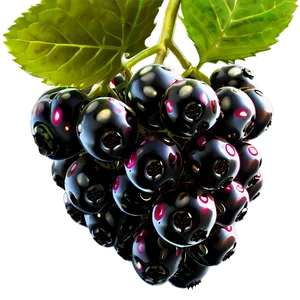 Blackberry Bunch PNG 05232024