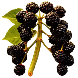 Blackberry Bunch PNG 34