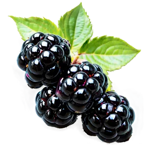 Blackberry Bunch PNG Gqw