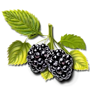 Blackberry Bunch PNG Vss