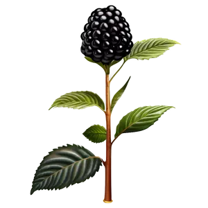Blackberry Bush PNG 77