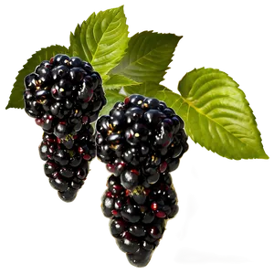 Blackberry Bush PNG Lmh99