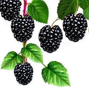 Blackberry Bush PNG Pkx