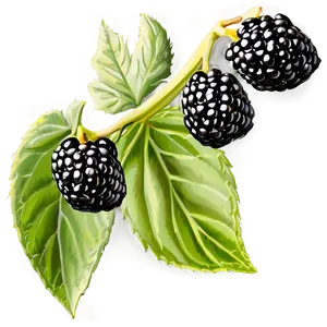 Blackberry Cluster PNG 28
