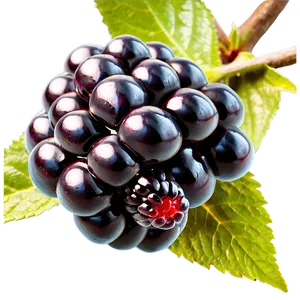 Blackberry Delight PNG Qbw99 PNG