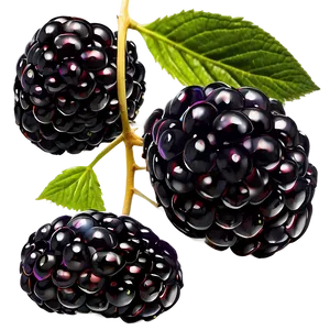 Blackberry Delight PNG Qsq PNG