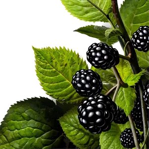 Blackberry Field PNG Bul