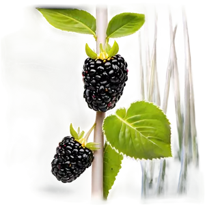 Blackberry Field PNG Eai
