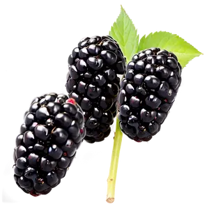 Blackberry Field PNG Lvl