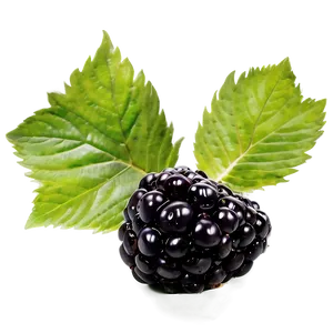 Blackberry Freshness PNG 05232024 PNG