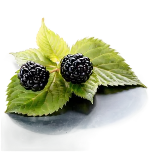 Blackberry Freshness PNG Faj PNG