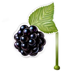 Blackberry Freshness PNG Vxx PNG