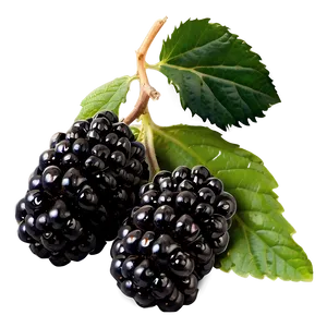 Blackberry Garden PNG 23 PNG