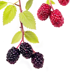 Blackberry Garden PNG Cym67 PNG