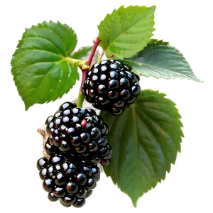 Blackberry Garden PNG Kqn64 PNG