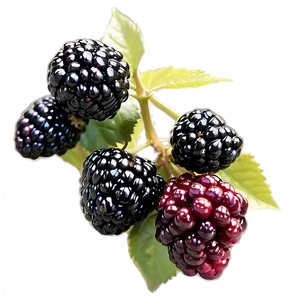 Blackberry Garden PNG Wjh92 PNG