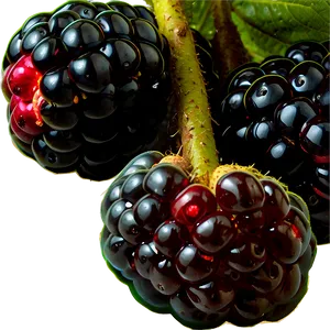 Blackberry Harvest PNG 05232024