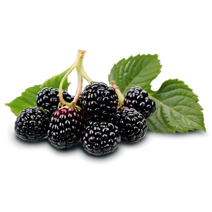 Blackberry Harvest PNG 05232024
