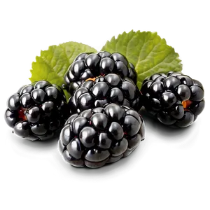 Blackberry Isolated PNG 05232024 PNG