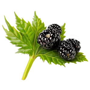 Blackberry Isolated PNG 12 PNG