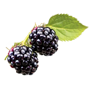 Blackberry Isolated PNG Dvg10