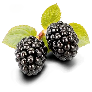 Blackberry Isolated PNG Vpl66 PNG