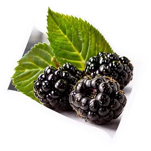 Blackberry Nutrition PNG Igu91 PNG