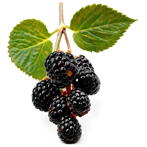 Blackberry On Branch PNG 05232024