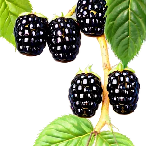 Blackberry On Branch PNG 21