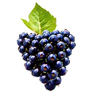 Blackberry On Branch PNG Gqa82