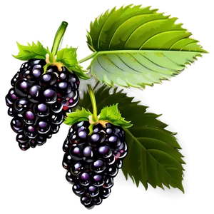 Blackberry On Branch PNG Ric