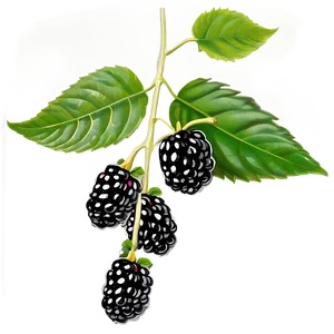 Blackberry On Vine PNG 05232024