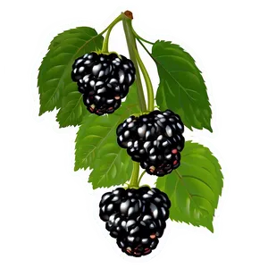Blackberry On Vine PNG 05232024