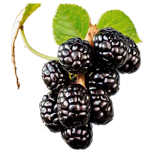 Blackberry On Vine PNG 26