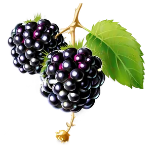 Blackberry On Vine PNG Vox2