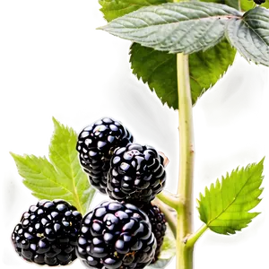 Blackberry Picking PNG 05232024 PNG