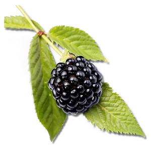 Blackberry Picking PNG 1 PNG
