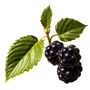 Blackberry Plant PNG 32 PNG