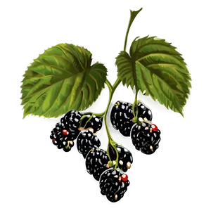 Blackberry Plant PNG Qbd PNG