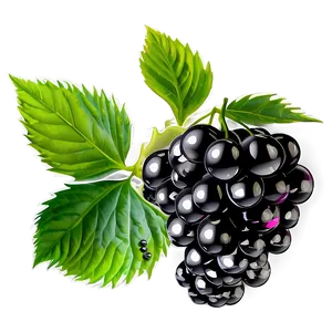 Blackberry Plant PNG Rty PNG